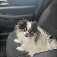 Mozart joined the competition — help win amazing prizes! dog, car_seat, fluffy, black_and_white, pet, animal, indoor, seat, leather, curious, cute, small_dog, companion, looking_up, fur, vehicle, travel, adorable, friendly, canine