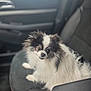 dog, car_seat, fluffy, black_and_white, pet, animal, indoor, seat, leather, curious, cute, small_dog, companion, looking_up, fur, vehicle, travel, adorable, friendly, canine