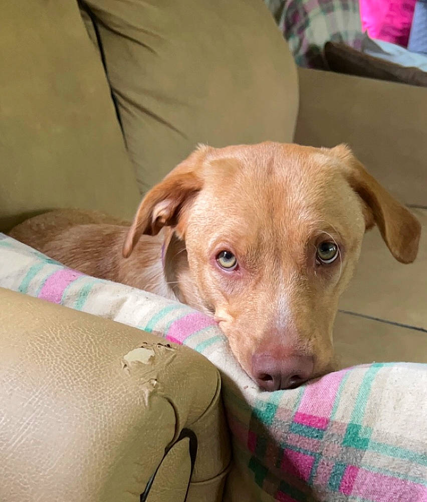 Kaia joined the competition — help win amazing prizes! canidae, carnivore, comfort, companion_dog, couch, dog, dog_breed, dog_supply, ear, fawn, fur, gun_dog, hunting_dog, liver, pet_supply, snout, sporting_group, whiskers, working_animal