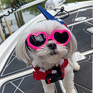 Dixie joined the competition — help win amazing prizes! accessory, animal, boat, canine, cute, dog, fashion, fluffy, fun, heart_shaped_sunglasses, holiday, nature, outdoor, pet, portrait, red_harness, summer, sunglasses, water, white_dog