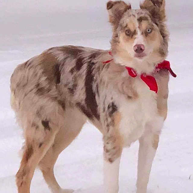 Rumba participe au concours pour gagner de l'argent avec cette photo : alert, animal, canine, cold, daytime, dog, fur, grass, looking, mammal, merle_coat, nature, outdoor, pet, portrait, red_bandana, snow, standing, winter, yard