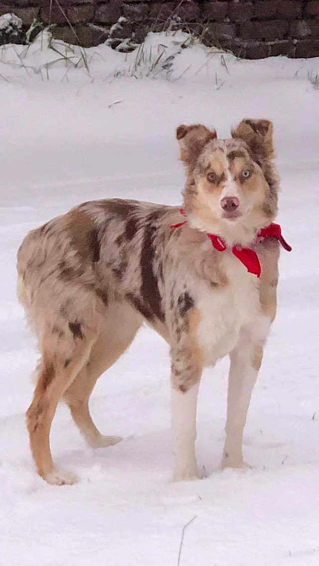 Rumba participe au concours pour gagner de l'argent avec cette photo : dog, merle_coat, red_bandana, snow, outdoor, animal, pet, winter, standing, alert, grass, yard, canine, fur, mammal, looking, portrait, nature, cold, daytime