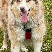 Rumba a rejoint le concours — aidez-le/la à gagner de superbes lots ! animal, brown, canine, clover, collar, dog, ears, flower, fur, grass, happy, heterochromia, muzzle, nature, outdoor, pet, playful, standing, tongue_out, white