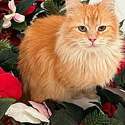 Lia is registered to the contest to win money with this photo: animal, calm, cat, christmas_decor, closeup, cute, decorative, feline, festive, fluffy_fur, green_leaves, holiday, indoor, orange_cat, pet, portrait, red_flowers, sitting, white_flowers, wreath