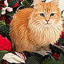 animal, calm, cat, christmas_decor, closeup, cute, decorative, feline, festive, fluffy_fur, green_leaves, holiday, indoor, orange_cat, pet, portrait, red_flowers, sitting, white_flowers, wreath