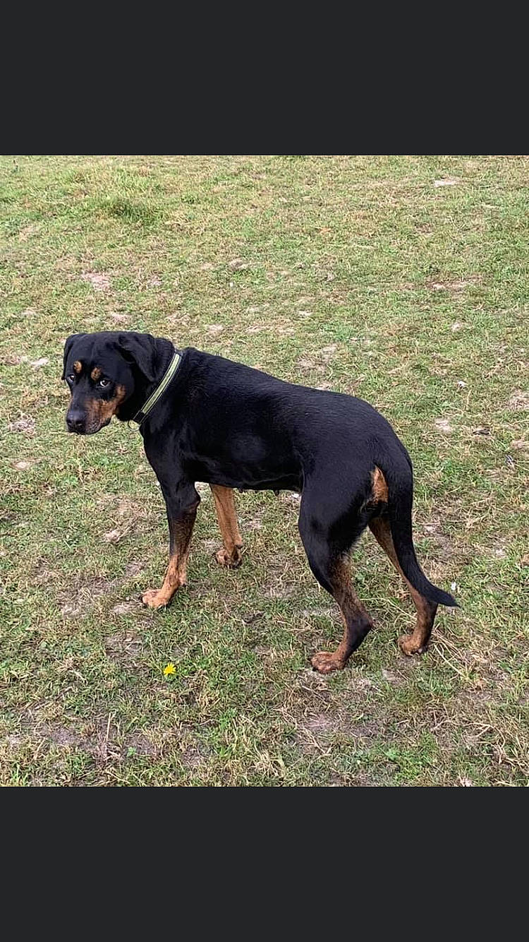 Elsa joined the competition — help win amazing prizes! austrian_black_and_tan_hound, canidae, carlin_pinscher, carnivore, companion_dog, dog, dog_breed, grass, guard_dog, hellenikos_ichnilatis, hound, hunting_dog, lithuanian_hound, montenegrin_mountain_hound, pinscher, snout, tail, terrestrial_animal, working_animal, working_dog