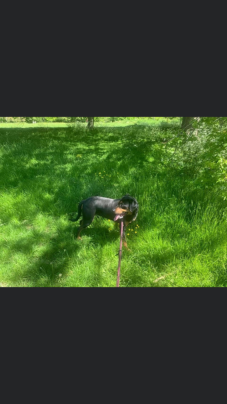 Elsa is registered to the contest to win money with this photo: bird, carnivore, dog_breed, grass, grass_family, grassland, groundcover, landscape, lawn, meadow, natural_landscape, pasture, plant, shrub, soil, sporting_group, tail, terrestrial_animal, terrestrial_plant, tree