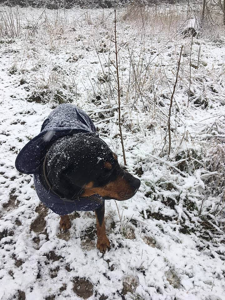Elsa joined the competition — help win amazing prizes! automotive_tire, canidae, carnivore, dog, dog_breed, fawn, freezing, fur, grass, plant, precipitation, snout, snow, sporting_group, tail, terrestrial_animal, twig, wildlife, winter, working_animal