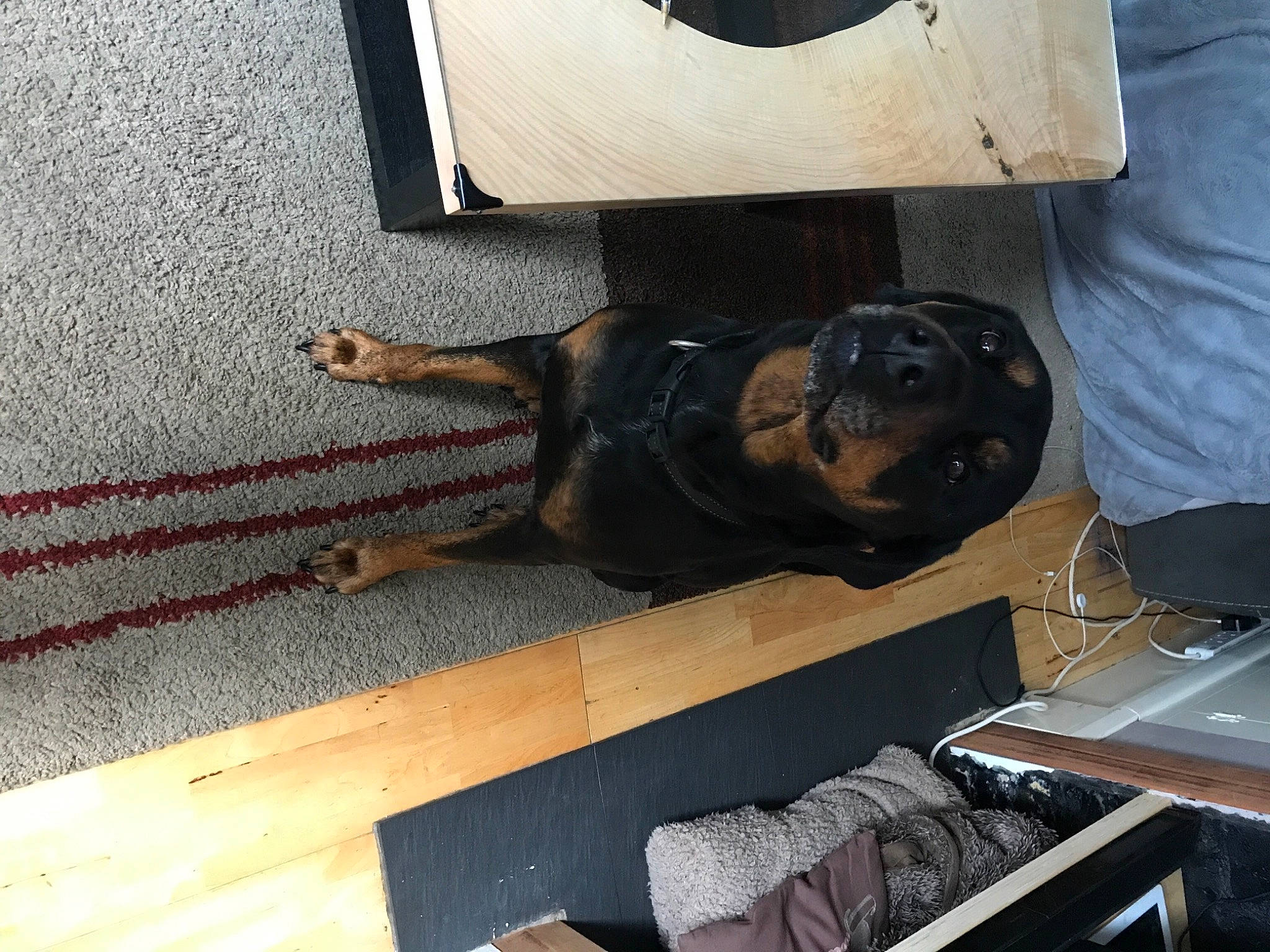 Elsa joined the competition — help win amazing prizes! canidae, carnivore, companion_dog, dog, dog_breed, fawn, floor, flooring, fur, guard_dog, hardwood, metal, room, rottweiler, snout, sporting_group, tail, wood, working_animal, working_dog