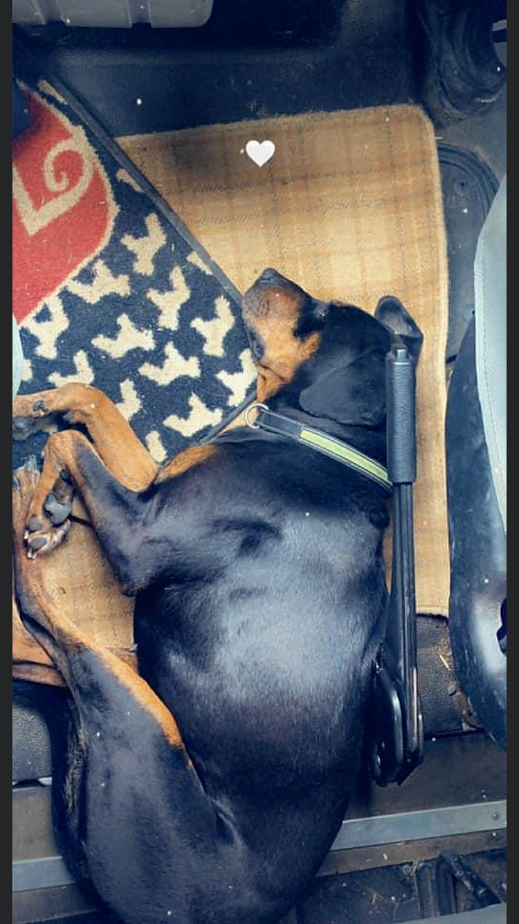 Elsa is registered to the contest to win money with this photo: canidae, carnivore, comfort, companion_dog, dog, dog_breed, dog_supply, fawn, flag, fur, guard_dog, linens, liver, nap, pet_supply, rectangle, snout, sporting_group, tints_and_shades, working_animal