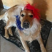 Macha participe au concours pour gagner de l'argent avec cette photo : animal, blue_feathers, canine, costume, dog, ears, eyes, face, floor, fur, golden_retriever, indoor, laying_down, mat, nose, pet, red_feathers, shadow, tile_floor, white_feathers