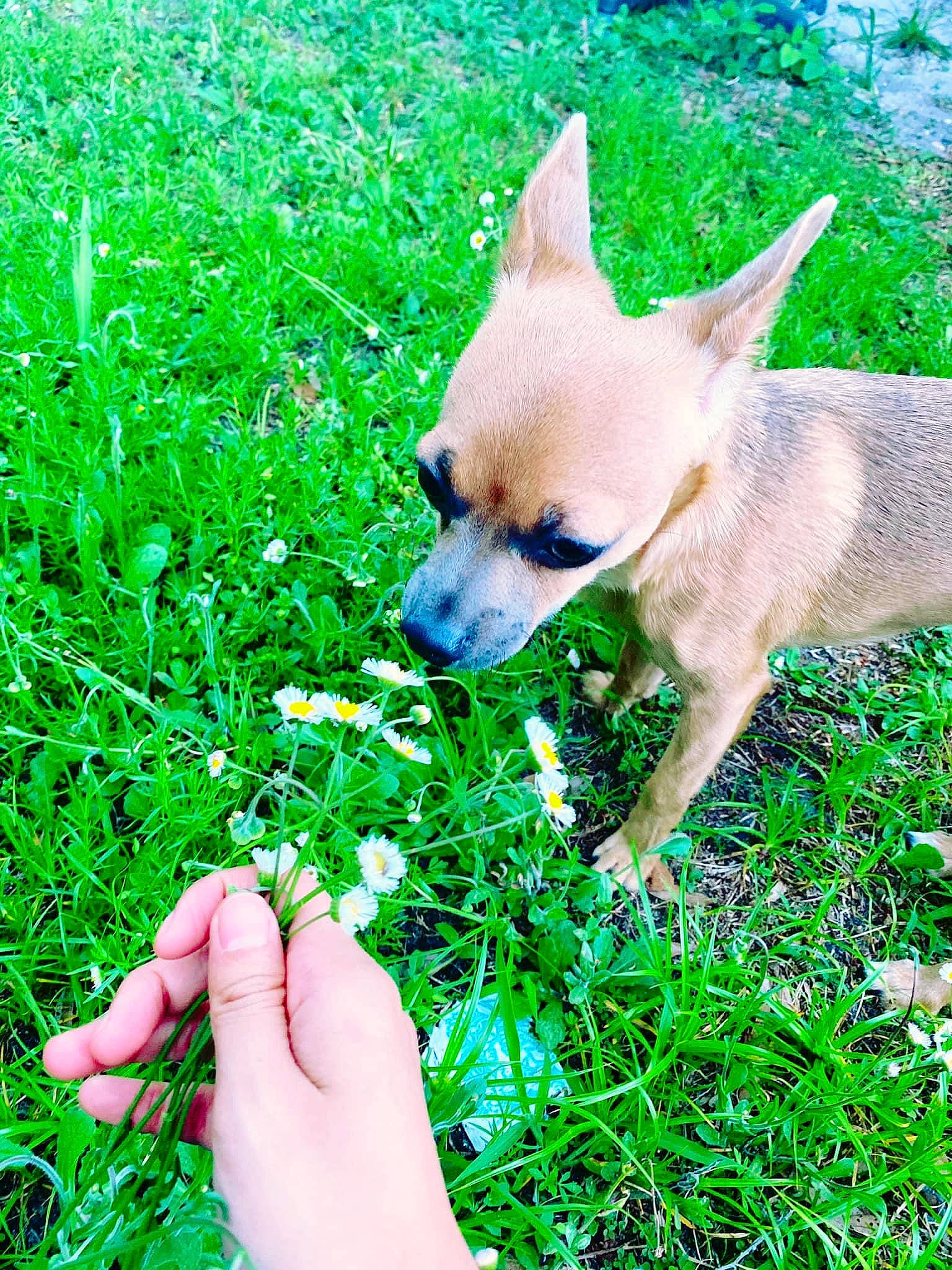 Mocha is registered to the contest to win money with this photo: canidae, carnivore, chihuahua, companion_dog, dog, dog_breed, fawn, grass, lawn, plant, puppy, snout, toy_dog