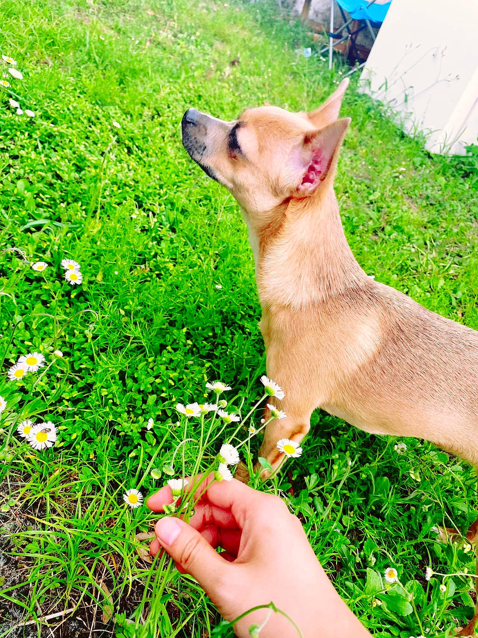 Mocha joined the competition — help win amazing prizes! canidae, carnivore, chihuahua, companion_dog, dog, dog_breed, fawn, grass, grass_family, green, plant, puppy, wildflower