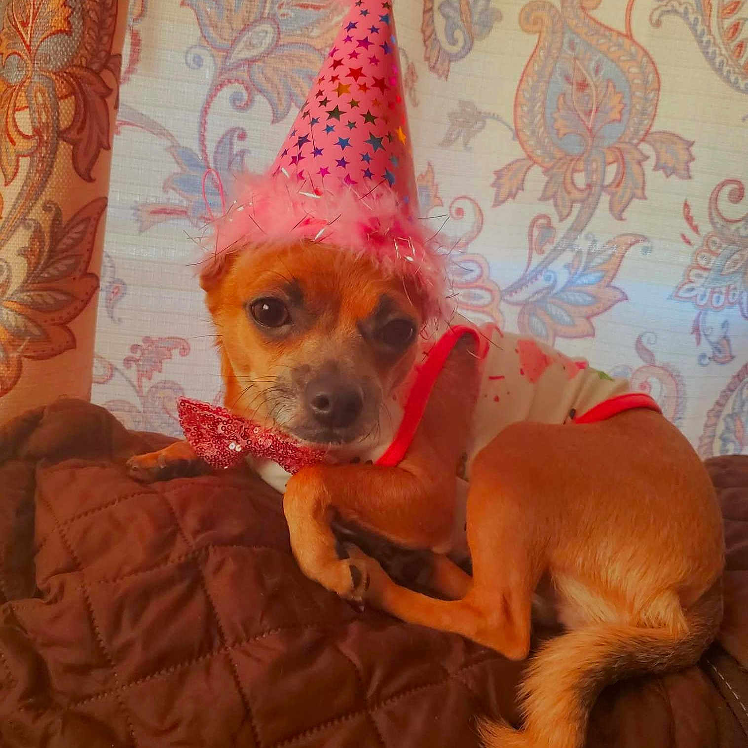 Mocha Andres Bendal is registered to the contest to win money with this photo: accessory, animal, bow_tie, brown_blanket, canine, celebration, costume, curtain, cute, decorative, dog, furry, indoor, party_hat, patterned_background, pet, relaxed, resting, sleepy, small_dog