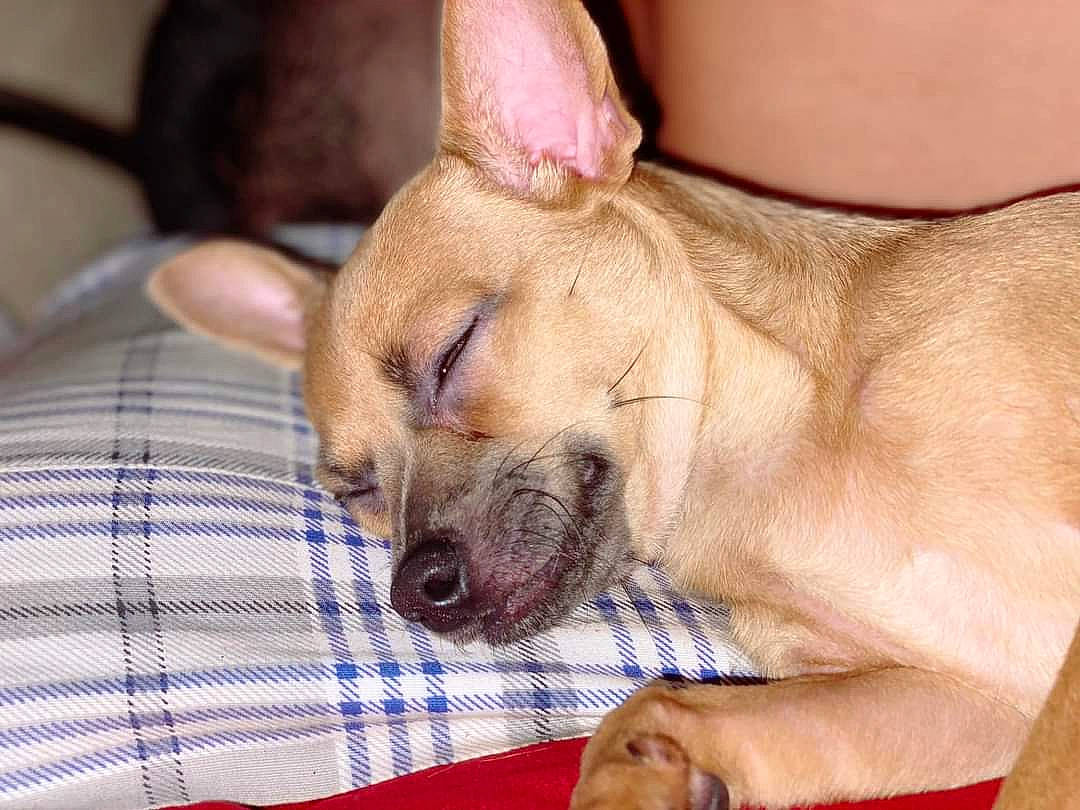 Mocha joined the competition — help win amazing prizes! canidae, carnivore, comfort, companion_dog, dog, dog_breed, fawn, foot, gesture, human_leg, non_sporting_group, pattern, paw, plaid, snout, sporting_group, tartan, toy_dog, whiskers, wrinkle