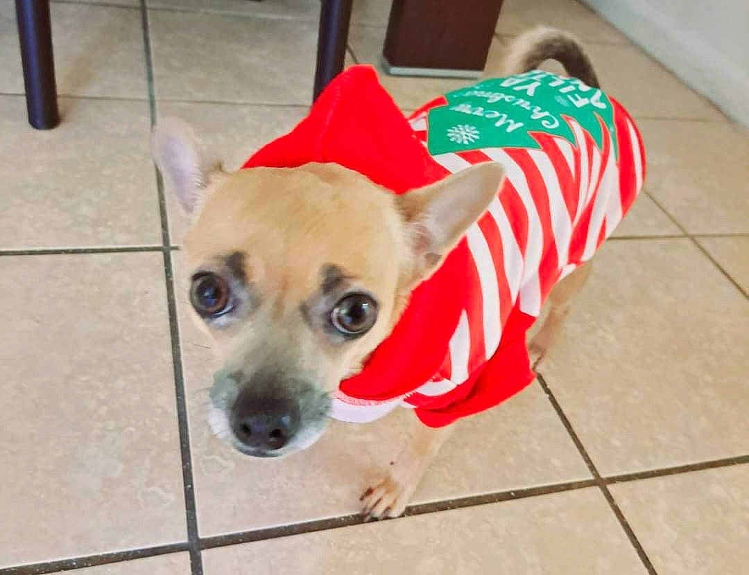 Mocha joined the competition — help win amazing prizes! canidae, carnivore, chihuahua, collar, companion_dog, dog, dog_breed, dog_clothes, dog_supply, fawn, floor, flooring, fur, paw, pet_supply, sporting_group, tail, toy_dog, whiskers, working_animal