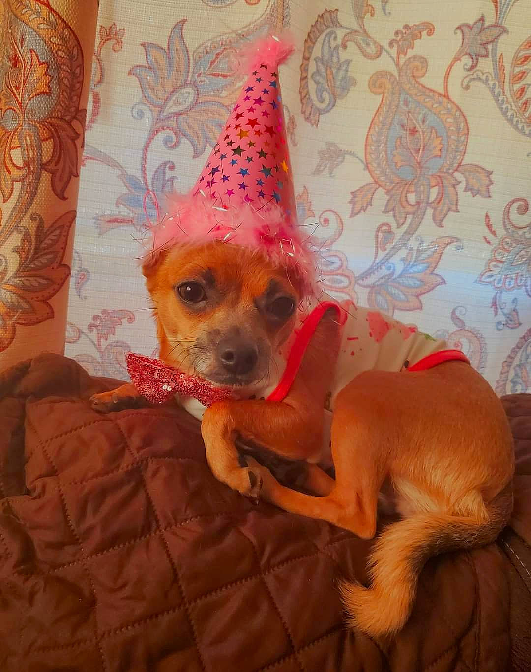 Mocha is registered to the contest to win money with this photo: canidae, carnivore, chihuahua, companion_dog, cone, costume_hat, couch, dog, dog_breed, dog_clothes, dog_supply, fawn, hat, magenta, party_hat, pink, snout, toy_dog, whiskers, working_animal