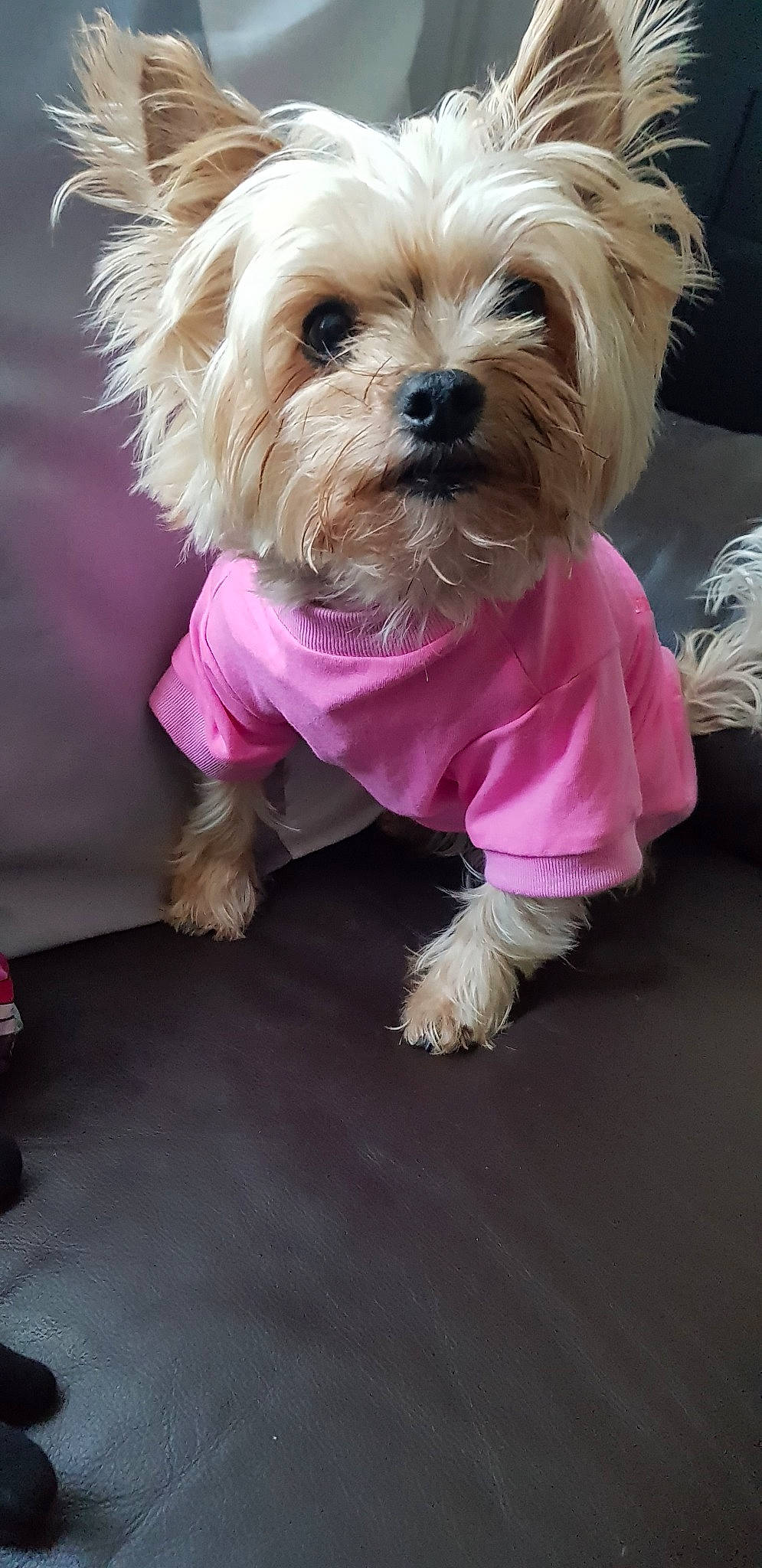 Poppy is registered to the contest to win money with this photo: cairn_terrier, canidae, carnivore, companion_dog, dog, dog_breed, dog_clothes, maltepoo, maltese, mammal, morkie, pink, puppy, rare_breed_dog, schnoodle, small_terrier, terrier, toy_dog, vertebrate, yorkshire_terrier