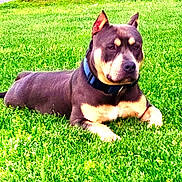 Taz joined the competition — help win amazing prizes! dog, grass, outdoor, pet, collar, animal, canine, lying_down, greenery, nature, relaxed, mammal, summer, daylight, alert, ears_up, brown_coat, portrait, domestic_animal, resting