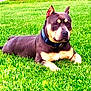 dog, grass, outdoor, pet, collar, animal, canine, lying_down, greenery, nature, relaxed, mammal, summer, daylight, alert, ears_up, brown_coat, portrait, domestic_animal, resting