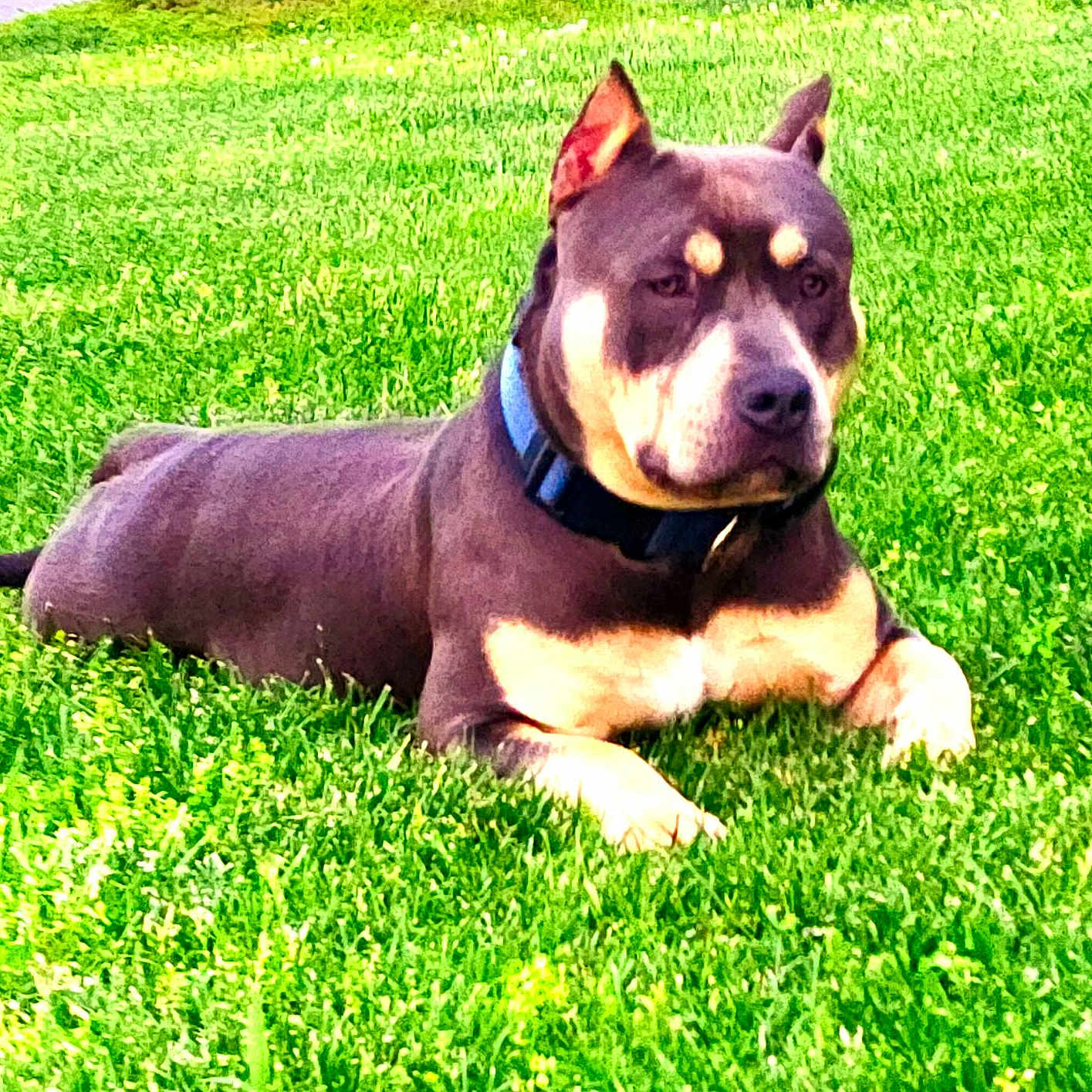 Taz joined the competition — help win amazing prizes! alert, animal, brown_coat, canine, collar, daylight, dog, domestic_animal, ears_up, grass, greenery, lying_down, mammal, nature, outdoor, pet, portrait, relaxed, resting, summer