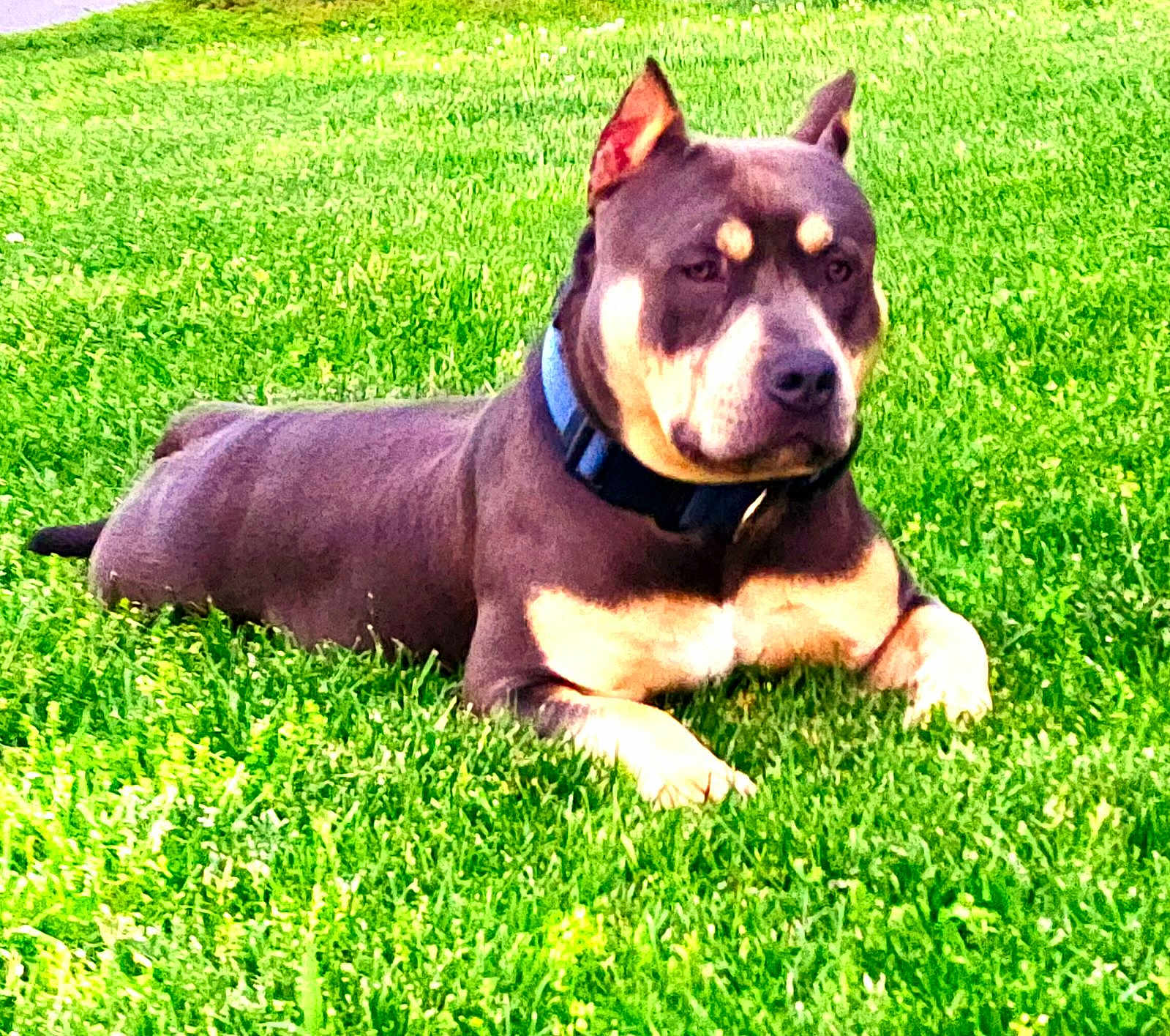Taz