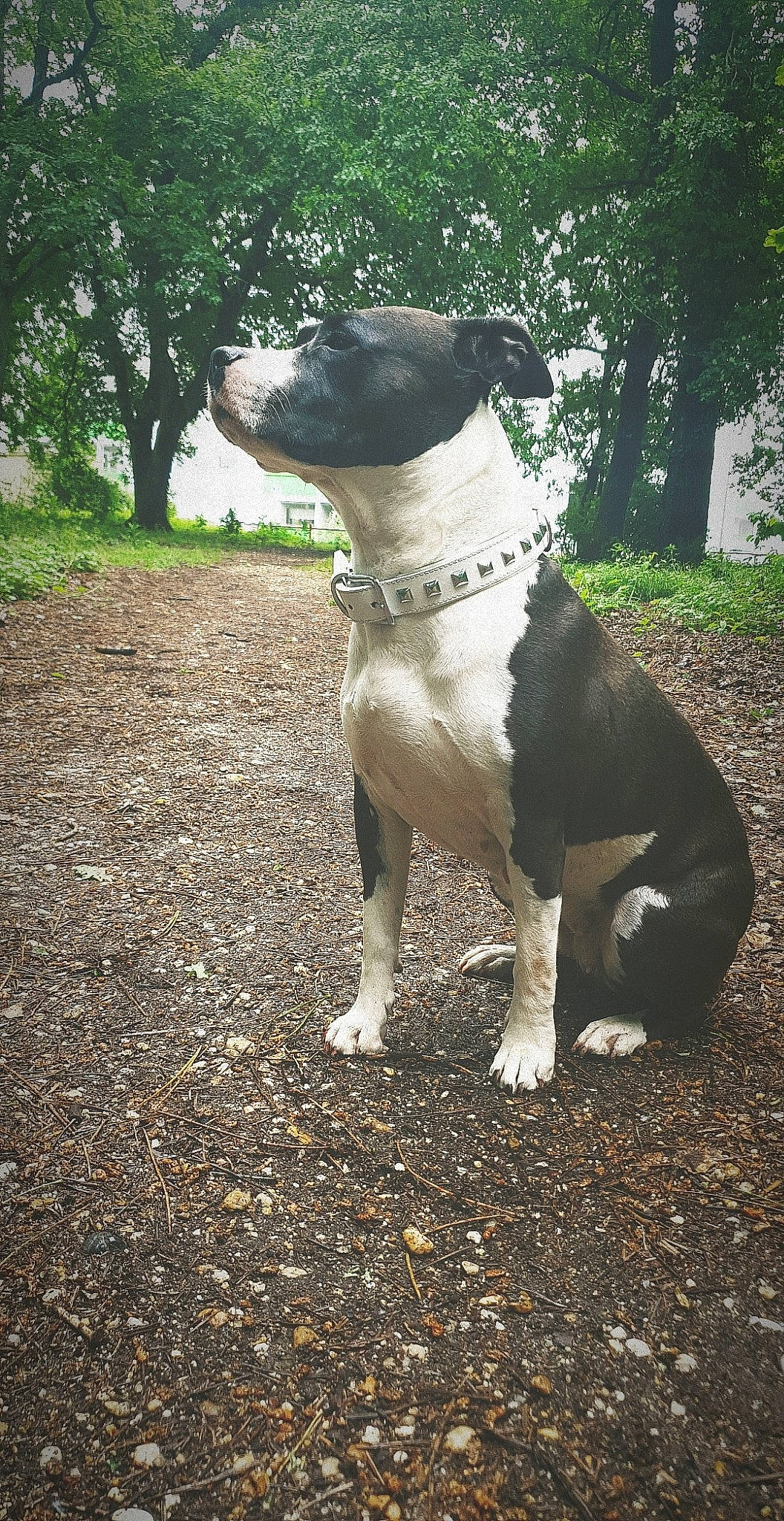 Ivy a rejoint le concours — aidez-le/la à gagner de superbes lots ! american_bulldog, american_pit_bull_terrier, american_staffordshire_terrier, bandog, bull_and_terrier, bully_kutta, canidae, carnivore, dog, dog_breed, fawn, mammal, non_sporting_group, pit_bull, rare_breed_dog, snout, sporting_group, staffordshire_bull_terrier, terrier, vertebrate