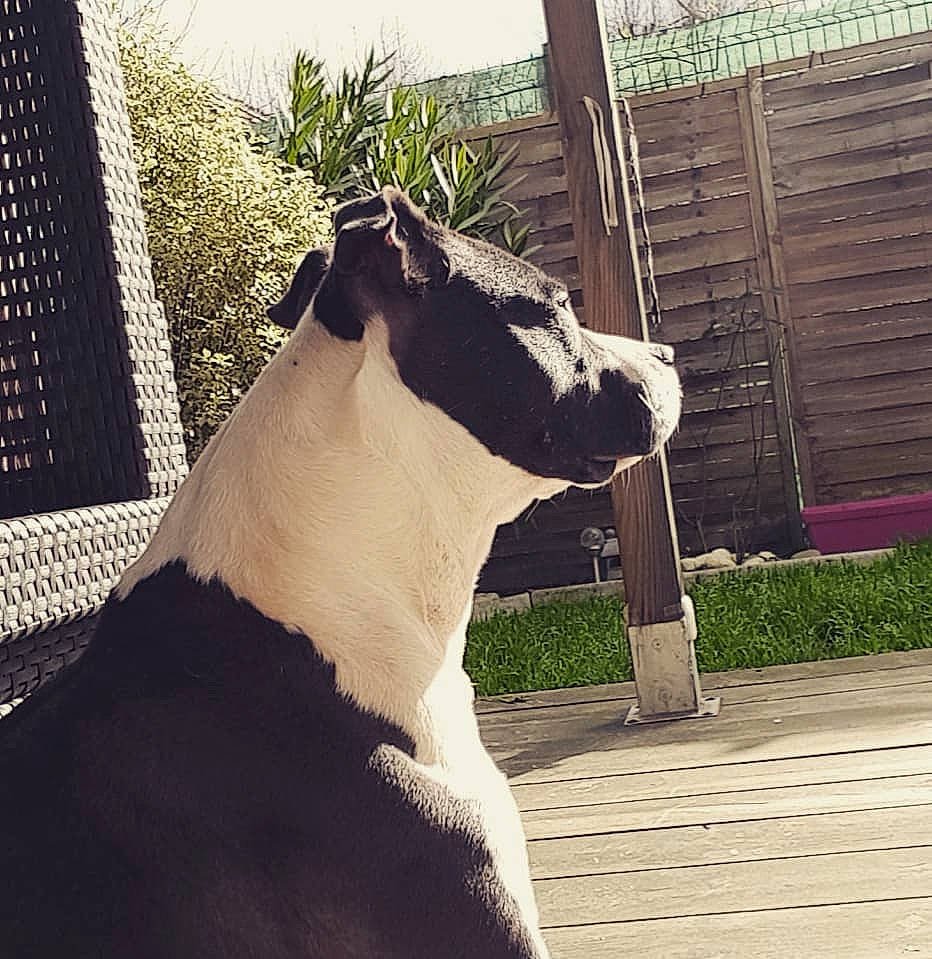 Ivy participe au concours pour gagner de l'argent avec cette photo : american_staffordshire_terrier, boston_terrier, canidae, carnivore, companion_dog, dog, dog_breed, dog_collar, fawn, great_dane, guard_dog, mammal, non_sporting_group, plant, snout, tail, vertebrate