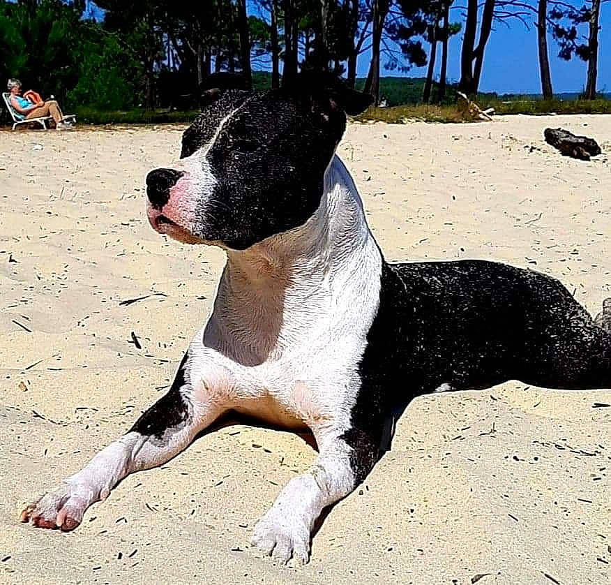 Ivy participe au concours pour gagner de l'argent avec cette photo : alaunt, american_pit_bull_terrier, american_staffordshire_terrier, ancient_dog_breeds, bull_and_terrier, canidae, carnivore, dog, dog_breed, fawn, mammal, non_sporting_group, pit_bull, snout, sporting_group, staffordshire_bull_terrier, terrier, vertebrate