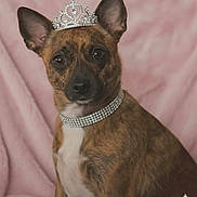 Rosie joined the competition — help win amazing prizes! dog, tiara, collar, brown_dog, pet, portrait, animal, cute, canine, jewelry, accessory, pink_background, studio_shot, closeup, ears, fur, adorable, looking_at_camera, sitting, domestic_animal