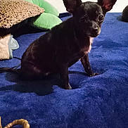 Mia joined the competition — help win amazing prizes! dog, black_dog, small_dog, pet, ears, blue_blanket, cushion, blanket, indoor, floor, animal, sitting, cute, cozy, home, fur, companion, resting, looking, domestic