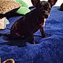 dog, black_dog, small_dog, pet, ears, blue_blanket, cushion, blanket, indoor, floor, animal, sitting, cute, cozy, home, fur, companion, resting, looking, domestic