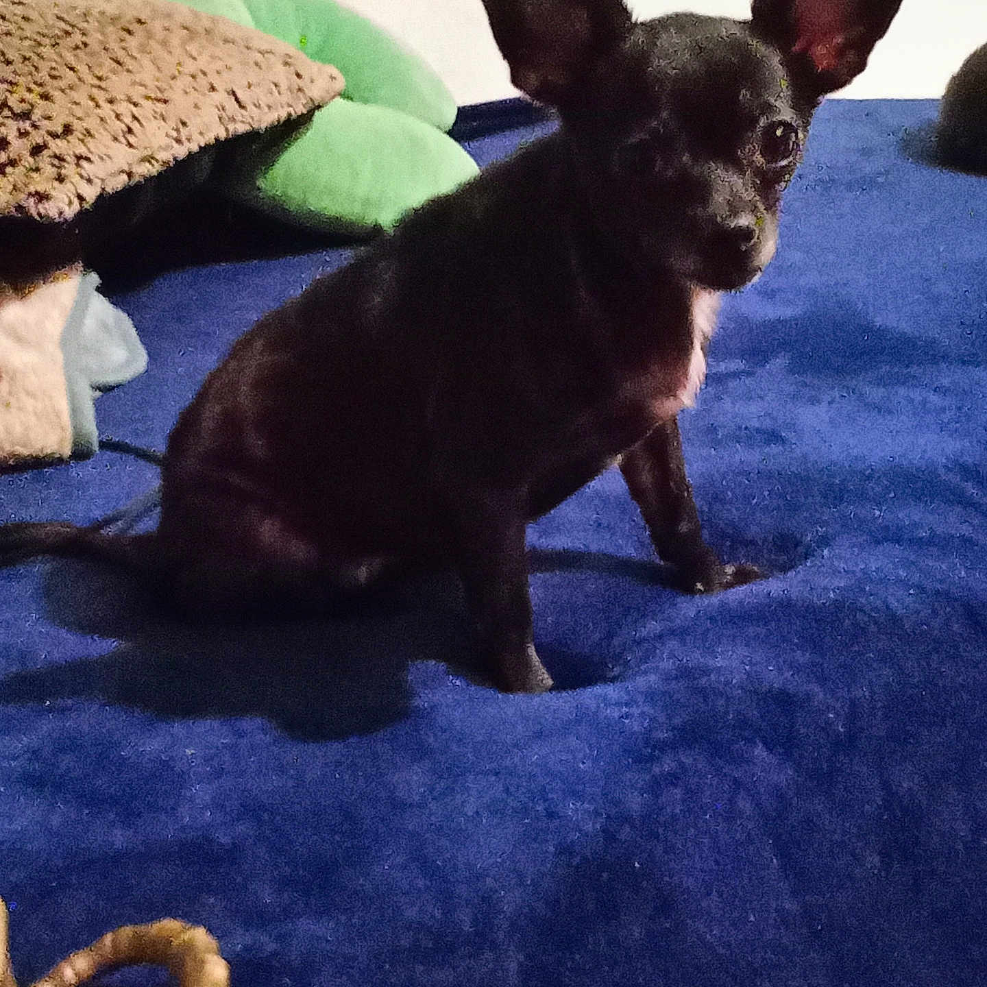 Mia joined the competition — help win amazing prizes! animal, black_dog, blanket, blue_blanket, companion, cozy, cushion, cute, dog, domestic, ears, floor, fur, home, indoor, looking, pet, resting, sitting, small_dog