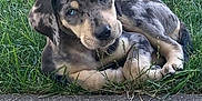 Nola is registered to the contest to win money with this photo: adorable, animal, blue_eyes, canine, curious, curled_up, cute, dog, fur, grass, looking, merle_coat, nature, outdoor, pet, puppy, resting, sidewalk, small_dog, young_dog
