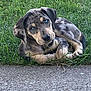 adorable, animal, blue_eyes, canine, curious, curled_up, cute, dog, fur, grass, looking, merle_coat, nature, outdoor, pet, puppy, resting, sidewalk, small_dog, young_dog