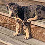 Nola joined the competition — help win amazing prizes! animal, blue_eyes, cute, daylight, dog, ears, fur, looking, lying_down, nature, outdoor, paws, pet, portrait, puppy, resting, spotted, steps, wood, young_dog