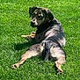 animal, back_view, canine, daylight, dog, ears, fur, grass, greenery, looking_back, lying_down, mammal, nature, outdoor, paws, pet, relaxed, summer, sunlight, tail