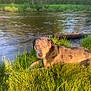 Nola is registered to the contest to win money with this photo: animal, bank, canine, collar, daylight, dog, grass, greenery, landscape, mottled_coat, nature, outdoor, paw, peaceful, relaxing, river, summer, sunlight, water, wildlife