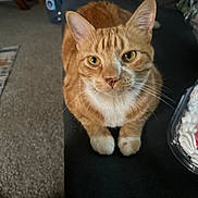 Simba joined the competition — help win amazing prizes! animal_portrait, carpet, cat, closeup, curious, domestic_animal, food_container, fur, furniture, home_interior, indoor, looking_at_camera, orange_tabby, paws, pet, relaxed, table, water_bottle, whiskers, yellow_eyes