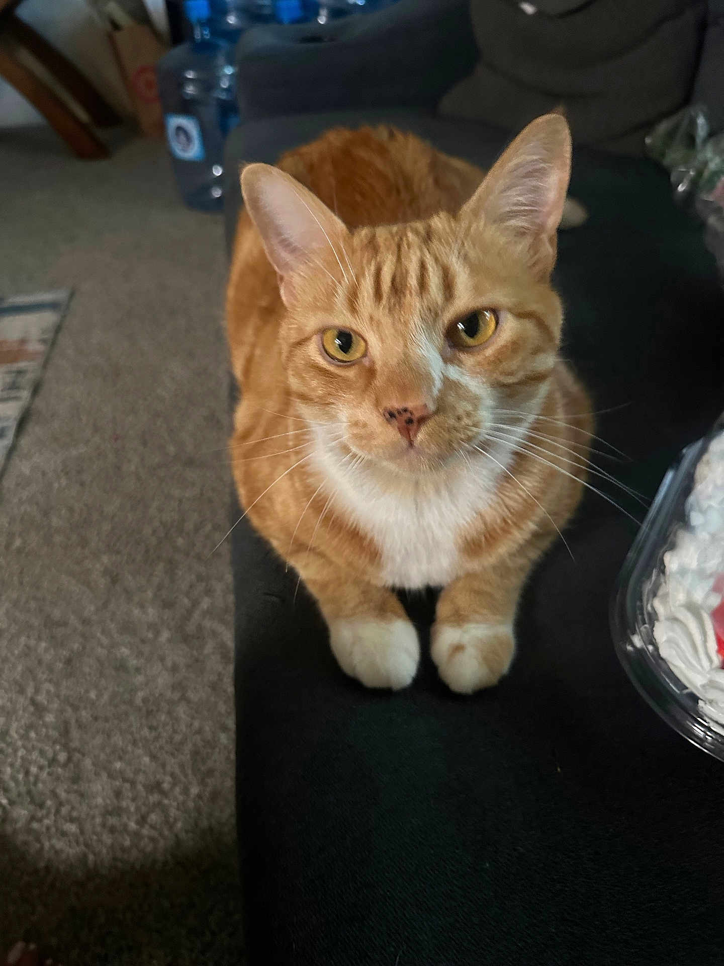 Simba
