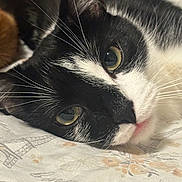 Nylon is registered to the contest to win money with this photo: animal, black_and_white, cat, close_up, cute, eiffel_tower, eyes, fabric, face, floral, fur, indoor, lying, muzzle, patterned, pet, portrait, relaxed, resting, whiskers