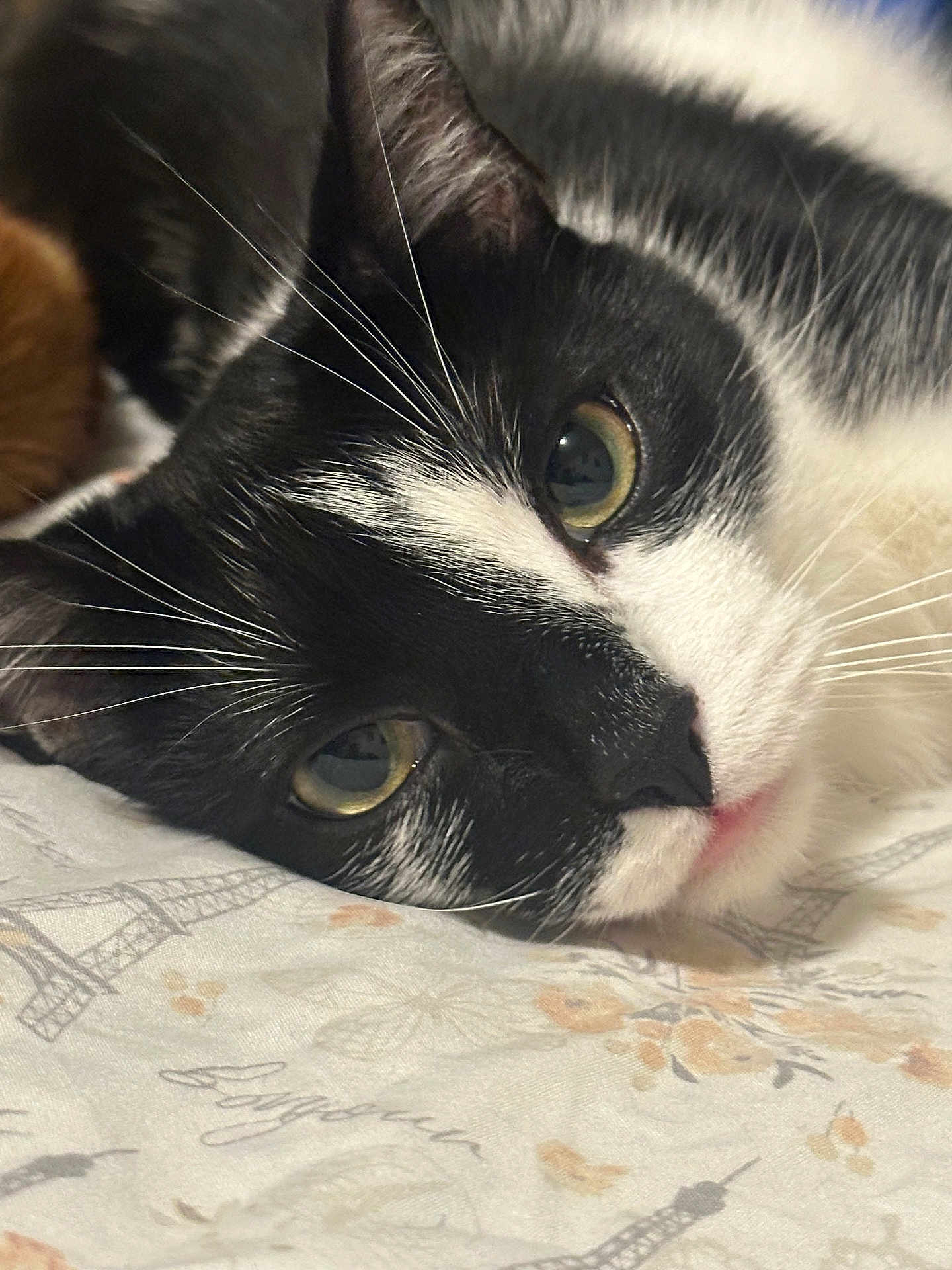 Nylon is registered to the contest to win money with this photo: animal, black_and_white, cat, close_up, cute, eiffel_tower, eyes, fabric, face, floral, fur, indoor, lying, muzzle, patterned, pet, portrait, relaxed, resting, whiskers