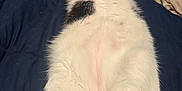 Nylon joined the competition — help win amazing prizes! animal, bed, black, blanket, cat, cozy, cute, domestic, feline, fur, indoor, lying_down, paws, pet, playful, relaxed, resting, sleepy, soft, white