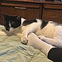 Nylon joined the competition — help win amazing prizes! animal, bed, bedroom, black_and_white, blanket, cat, close_up, comfort, cozy, foot, furniture, human, indoor, paw, pet, relaxation, resting, sleeping, sock, wood