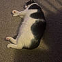 Nylon is registered to the contest to win money with this photo: animal, black_and_white, carpet, cat, cozy, cute, domestic, feline, fluffy, fur, indoor, paw, pet, relaxed, resting, shadow, side_view, sleeping, soft_light, whiskers