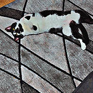 Scrim joined the competition — help win amazing prizes! animal, black_and_white, cat, comfort, curious, domestic_animal, ear, floor, fur, geometric_pattern, home, indoor, lying_down, pet, playful, relaxed, rug, tail, whiskers, yellow_eyes