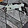 animal, black_and_white, cat, comfort, curious, domestic_animal, ear, floor, fur, geometric_pattern, home, indoor, lying_down, pet, playful, relaxed, rug, tail, whiskers, yellow_eyes