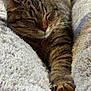 cat, tabby, sleeping, paw, furry, blanket, cozy, resting, pet, indoor, comfort, closeup, fur, relaxing, cute, animal, whiskers, claws, soft, warm