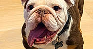 Izzy joined the competition — help win amazing prizes! animal, black_fan, bulldog, close_up, collar, dog, dog_tag, domestic_animal, ears_up, fan, floor, happy, indoor, mammal, pet, playful, portrait, shadow, tongue_out, wooden_floor