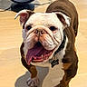 animal, black_fan, bulldog, close_up, collar, dog, dog_tag, domestic_animal, ears_up, fan, floor, happy, indoor, mammal, pet, playful, portrait, shadow, tongue_out, wooden_floor